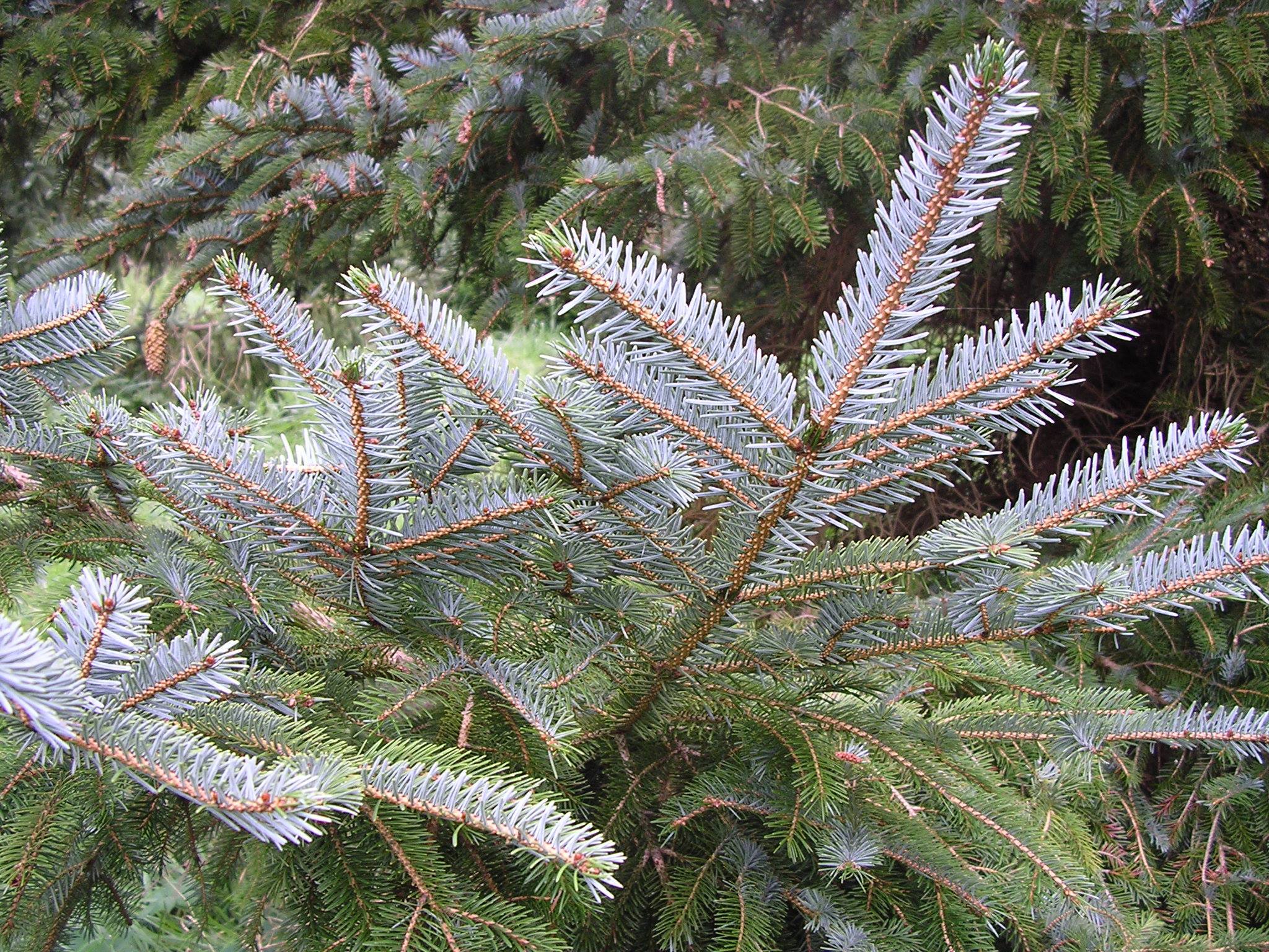 Picea jezoensis