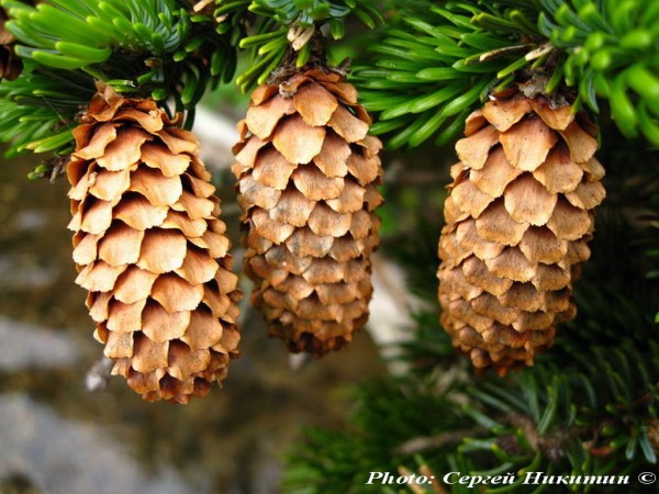 Picea jezoensis