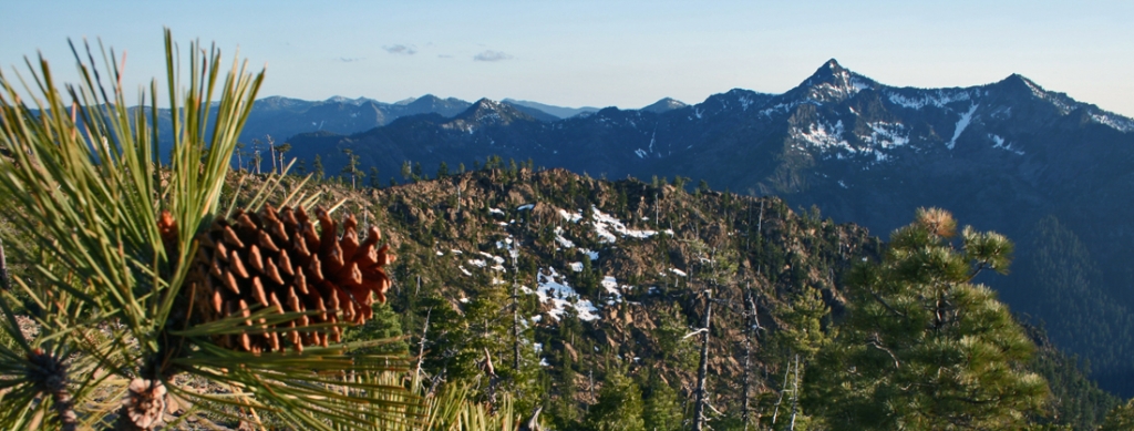 Pinus jeffreyi