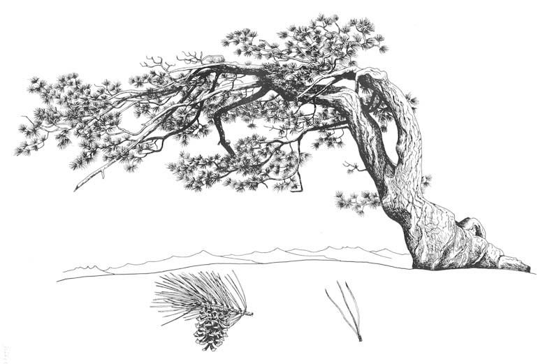 Pinus jeffreyi
