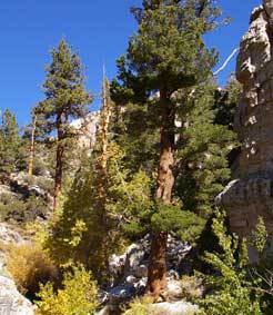 Pinus jeffreyi