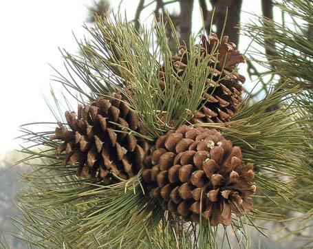 Pinus jeffreyi