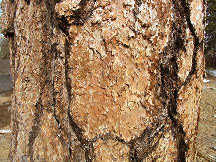 Pinus jeffreyi