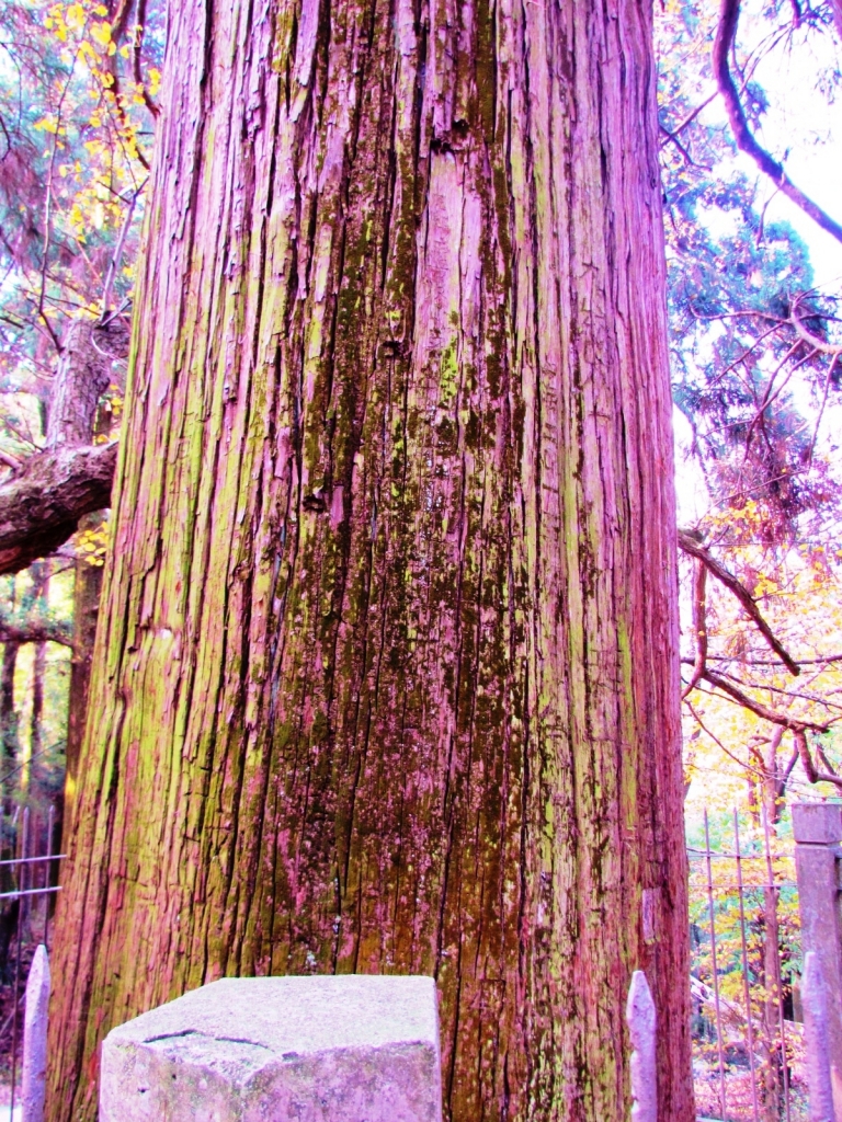 Cryptomeria japonica