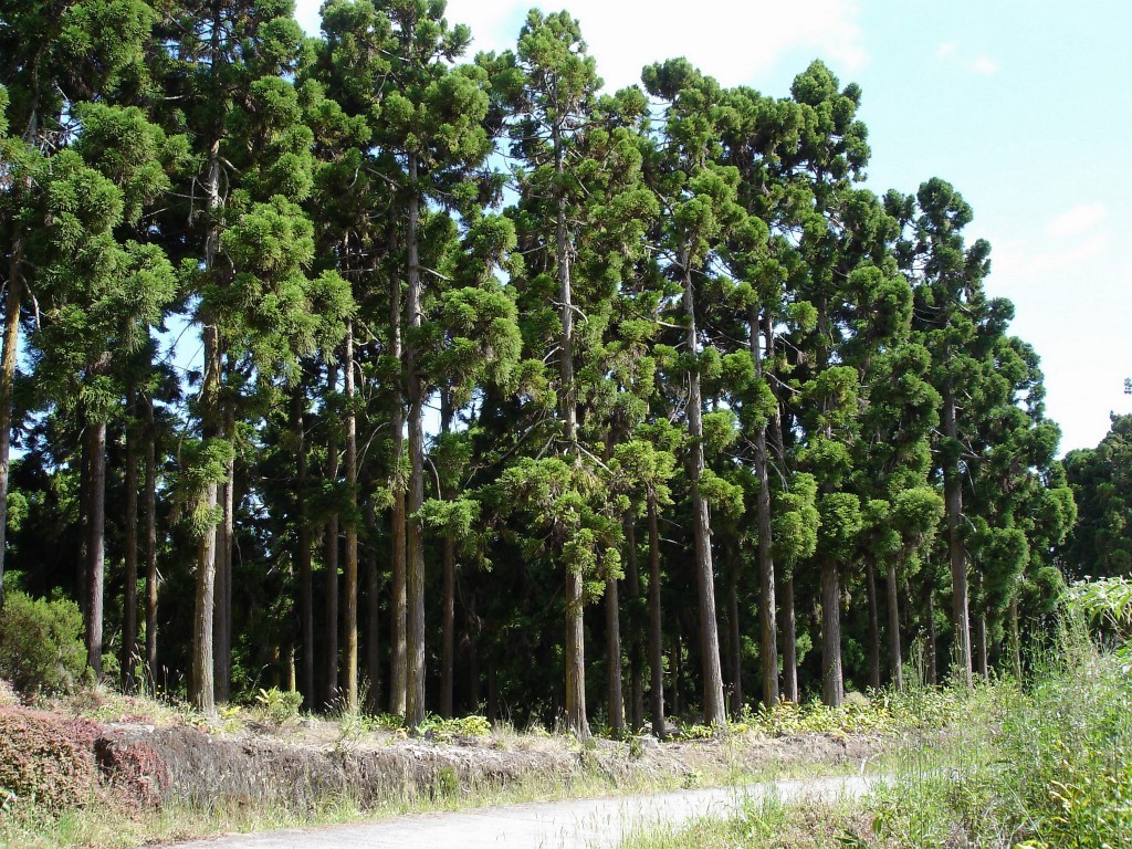 Cryptomeria japonica