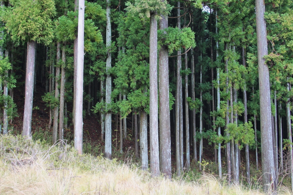 Cryptomeria japonica