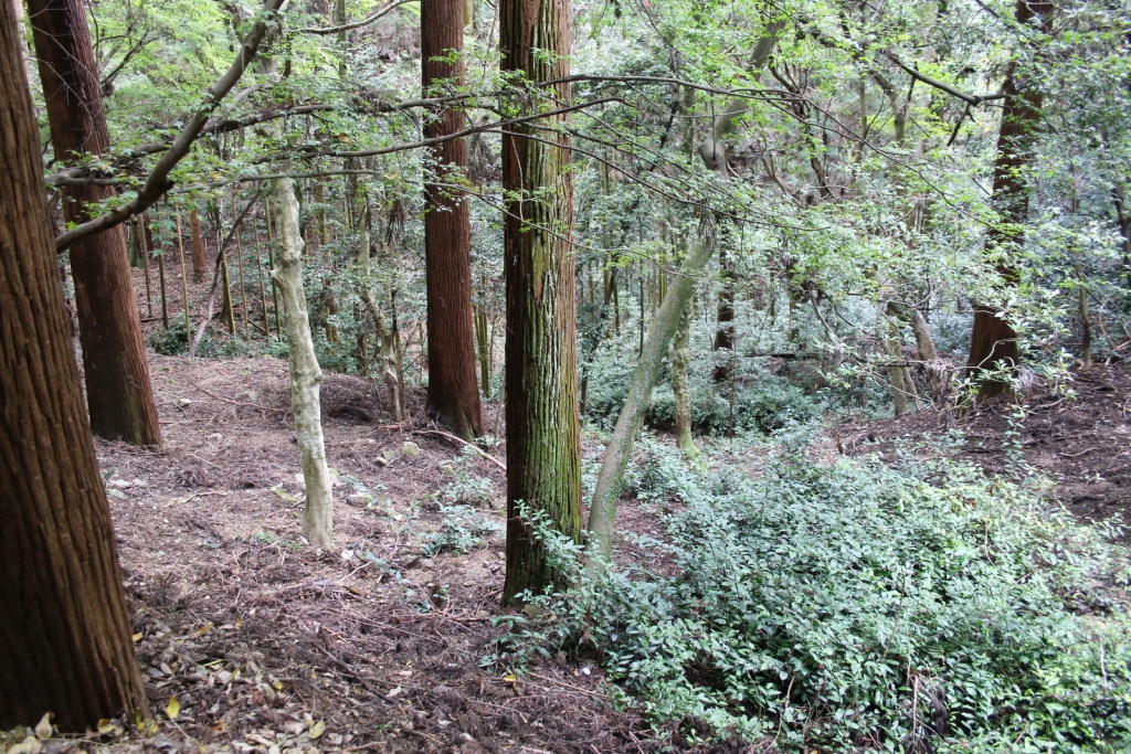 Cryptomeria japonica