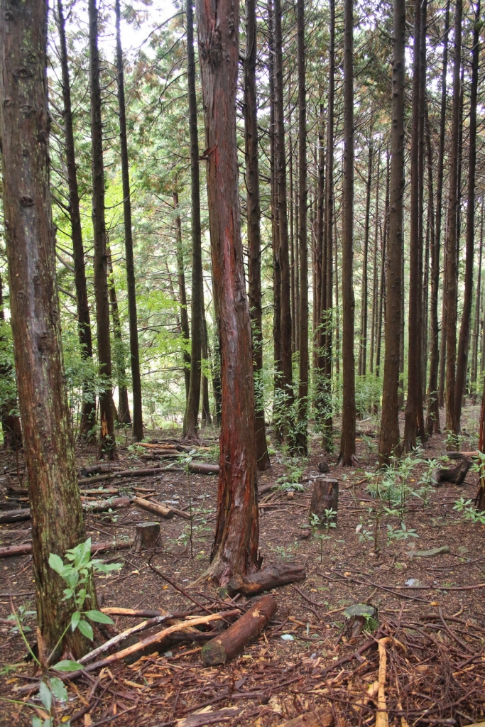 Cryptomeria japonica
