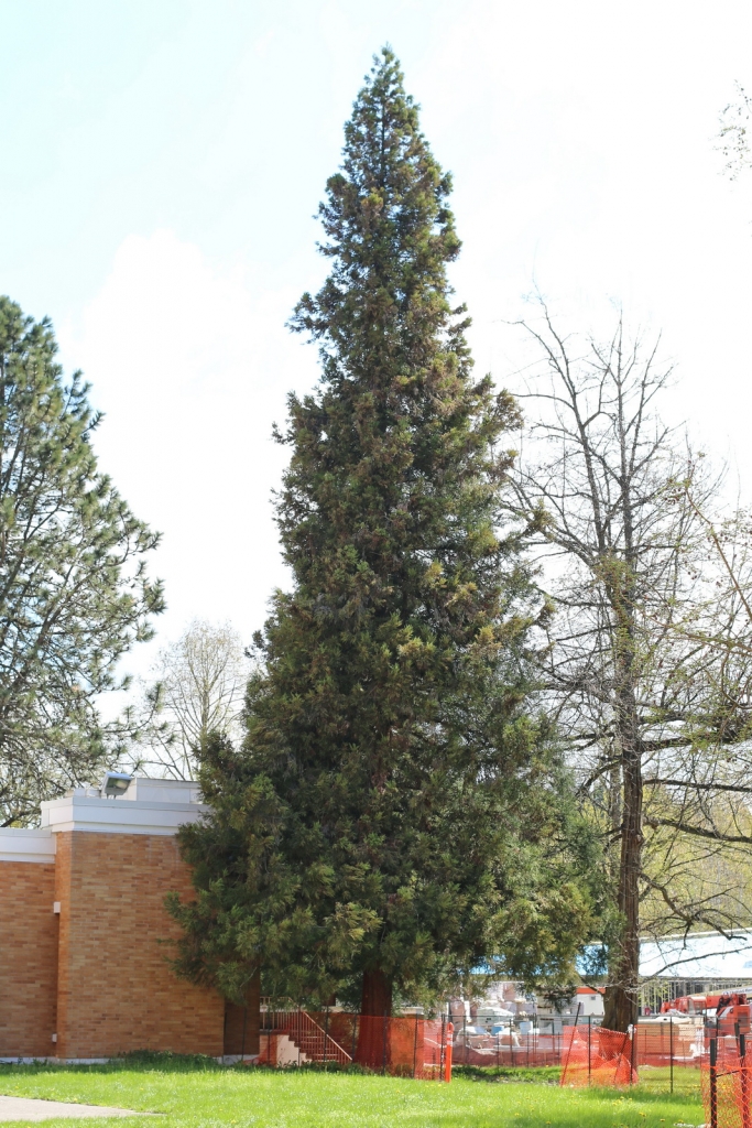 Cryptomeria japonica
