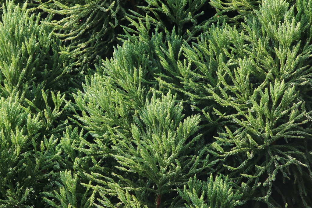 Cryptomeria japonica
