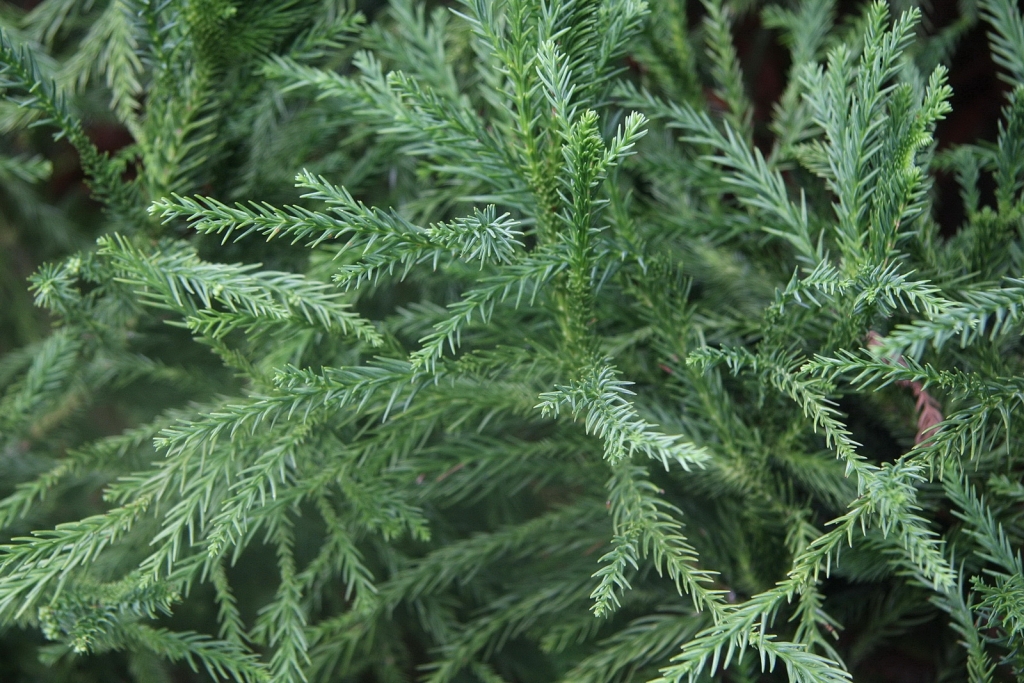 Cryptomeria japonica