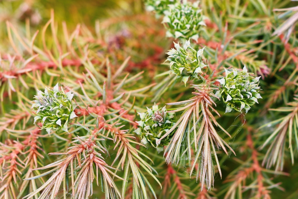 Cryptomeria japonica
