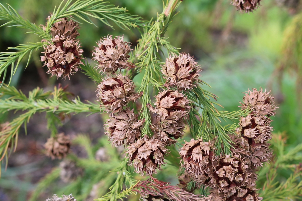 Cryptomeria japonica