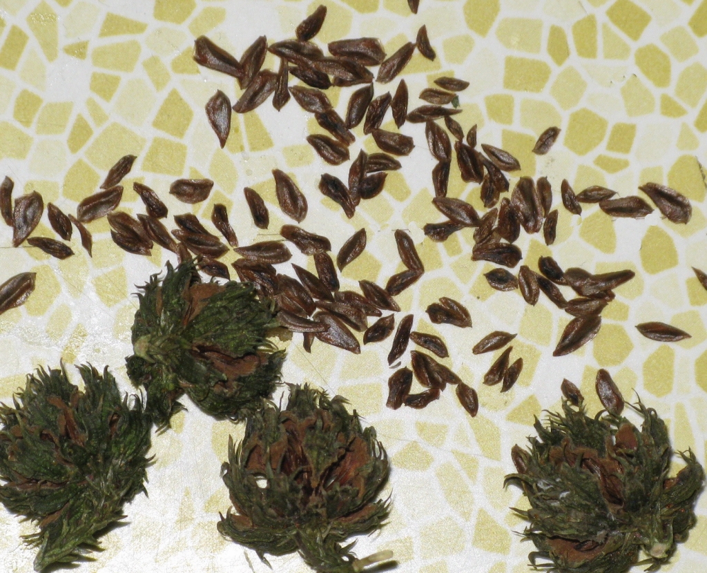 Cryptomeria japonica
