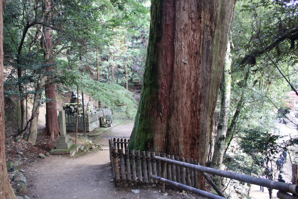 Cryptomeria japonica