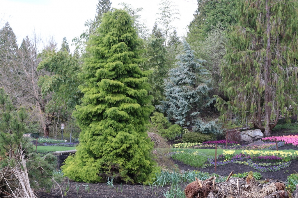 Cryptomeria japonica