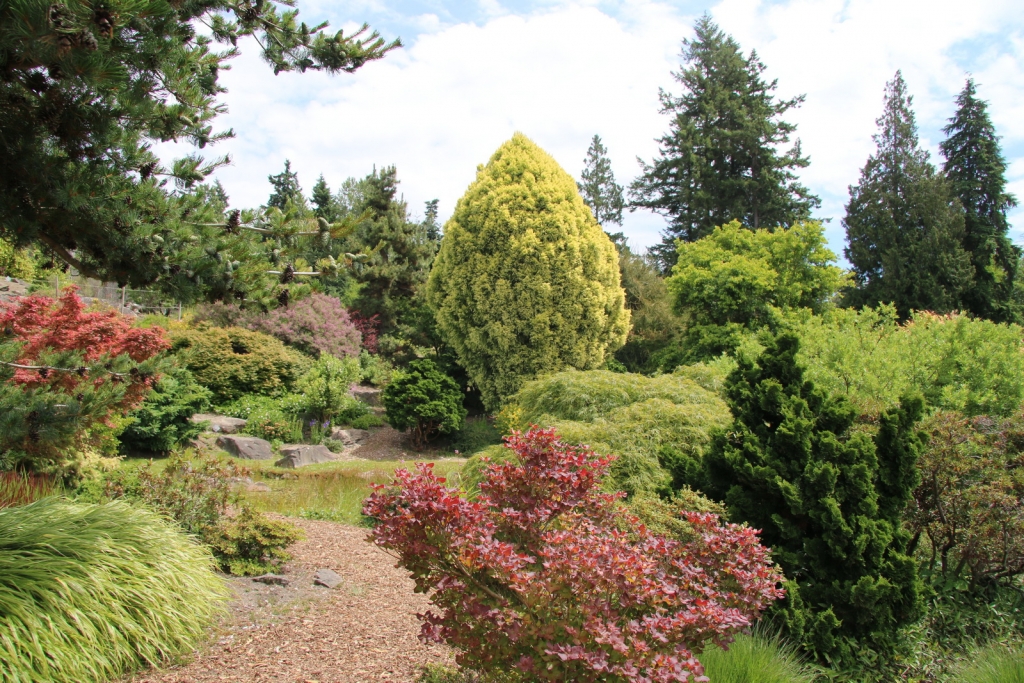 Cryptomeria japonica