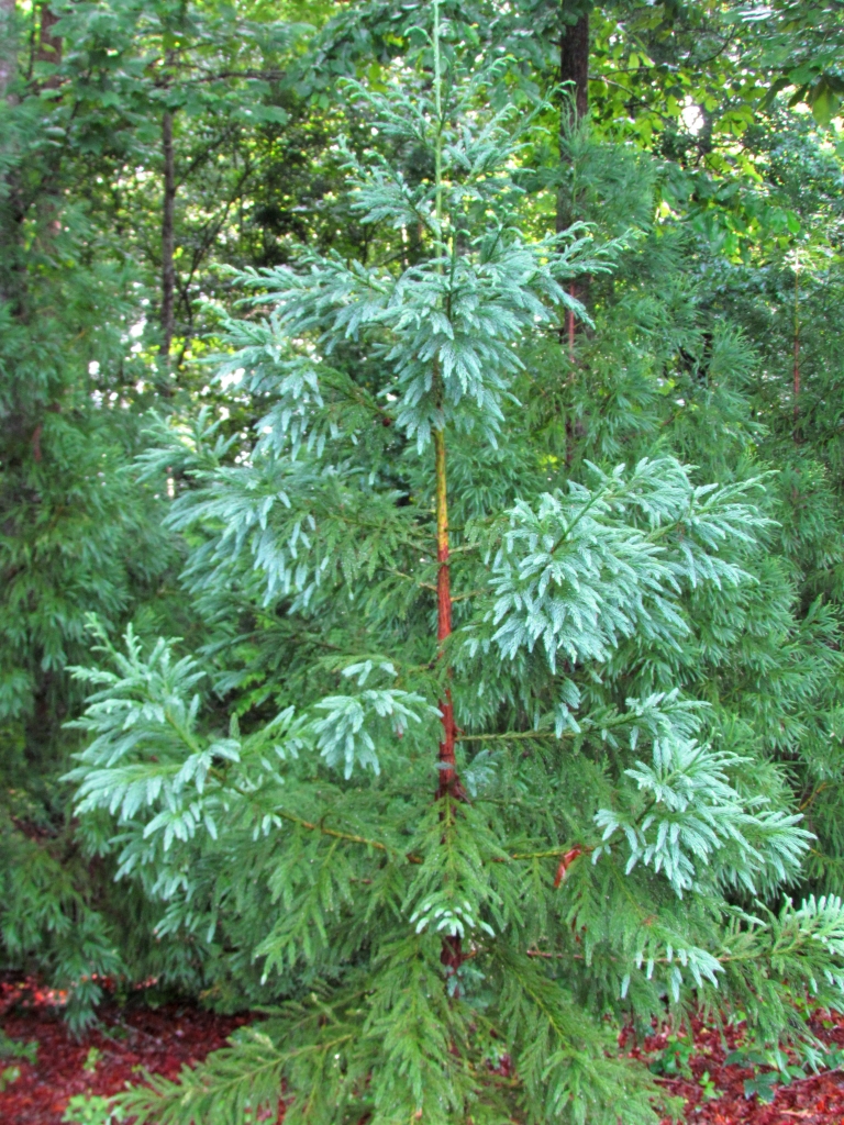 Cryptomeria japonica