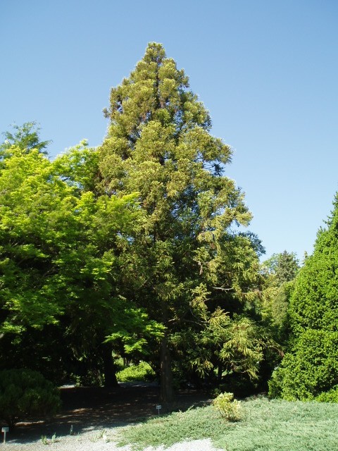Cryptomeria japonica