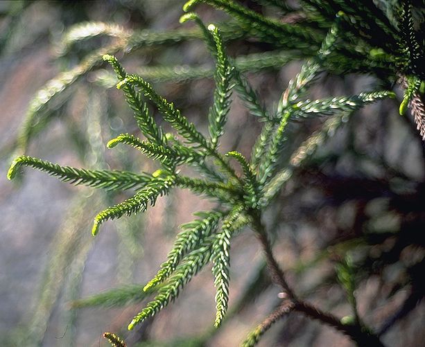 Cryptomeria japonica