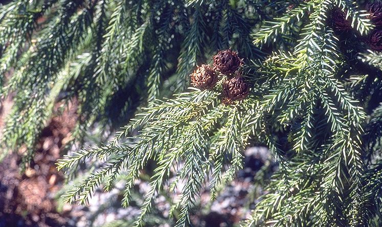 Cryptomeria japonica