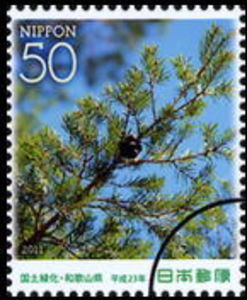 Pseudotsuga japonica