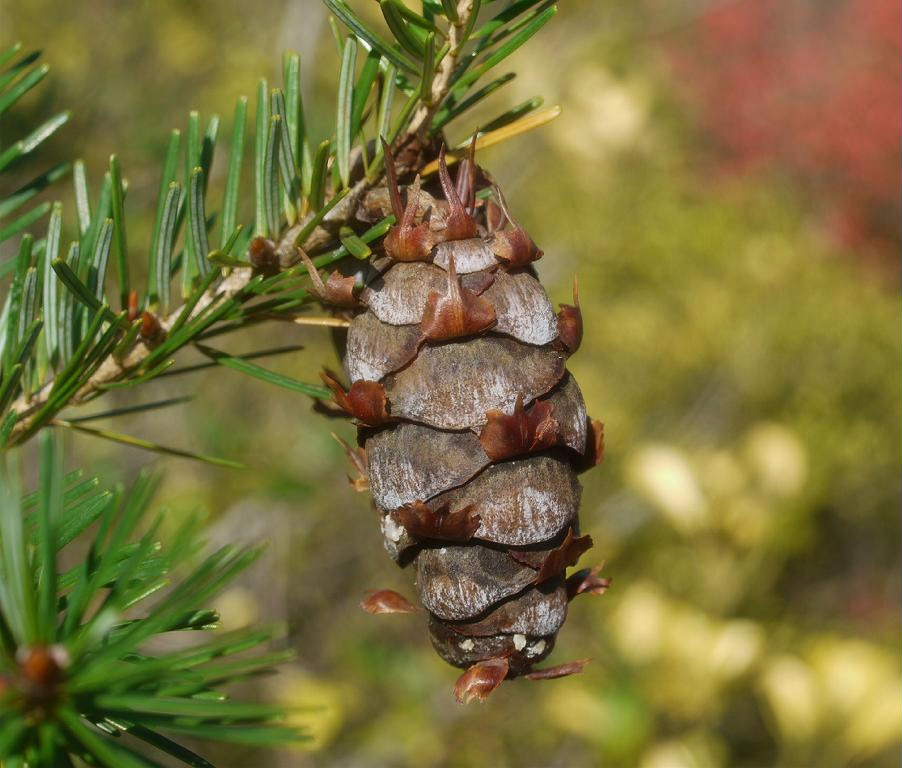 Pseudotsuga japonica