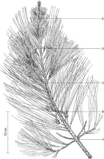 Pinus jaliscana