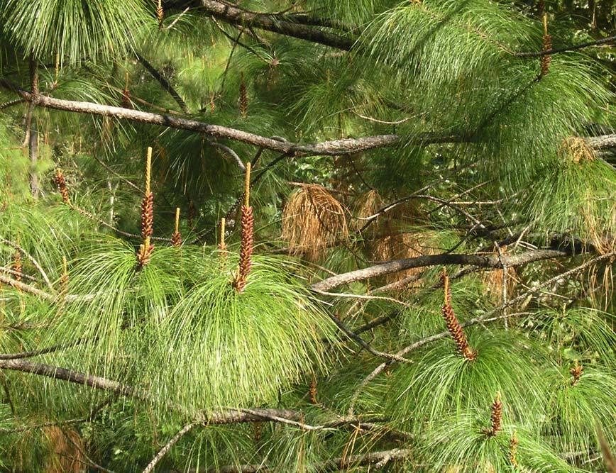 Pinus jaliscana