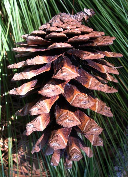 Pinus jaliscana