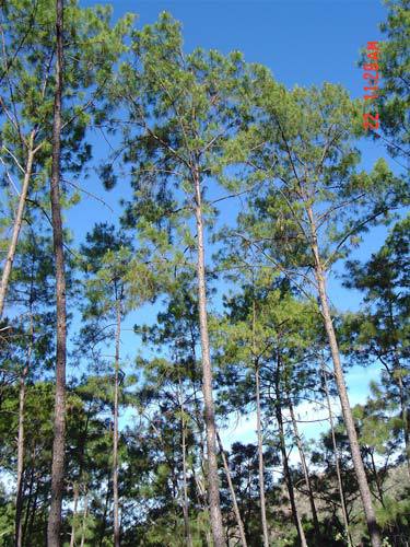 Pinus jaliscana