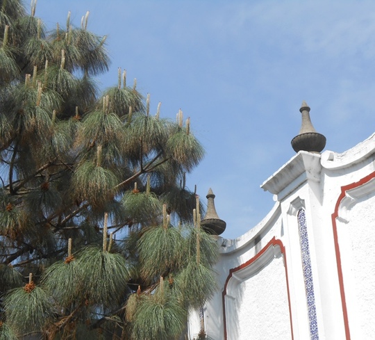 Pinus jaliscana