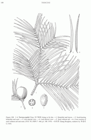 Torreya jackii