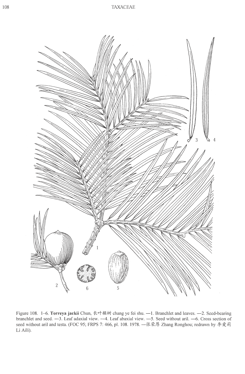 Torreya jackii