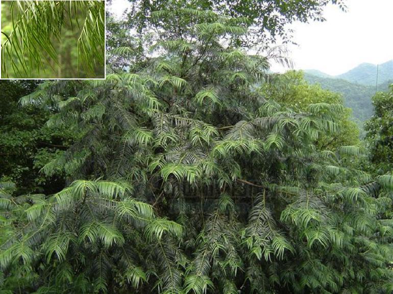 Torreya jackii