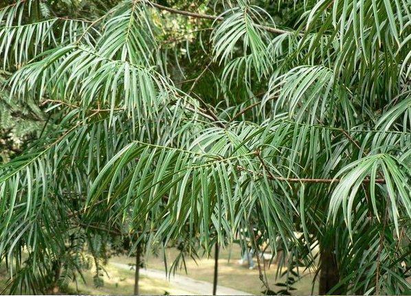 Torreya jackii