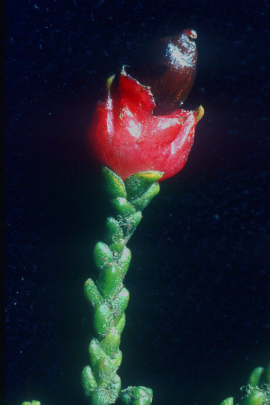 Lepidothamnus intermedius
