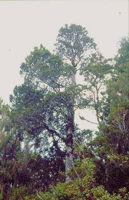 Lepidothamnus intermedius