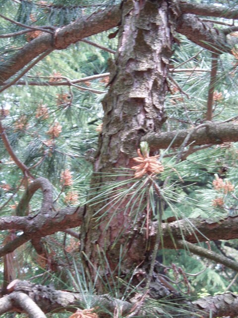 Pinus hwangshanensis