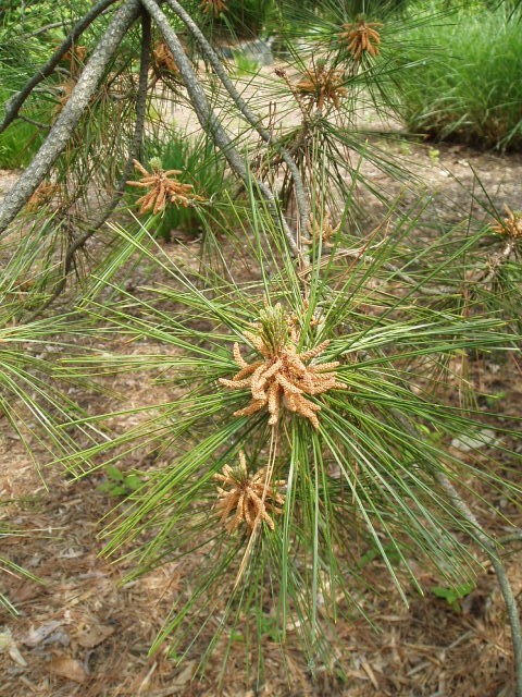 Pinus hwangshanensis
