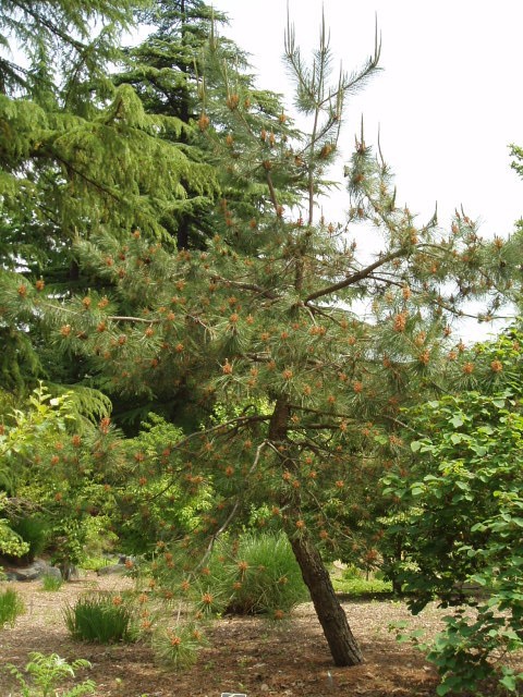 Pinus hwangshanensis