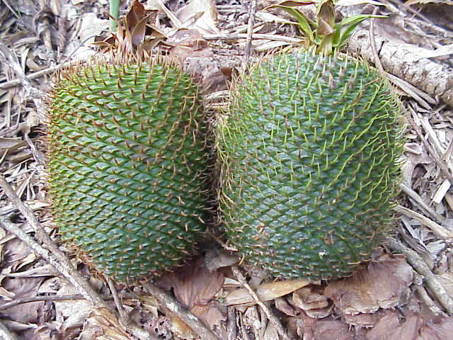 Araucaria hunsteinii