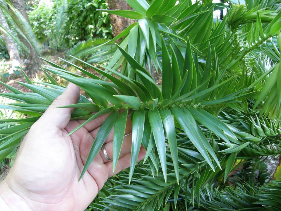 Araucaria hunsteinii