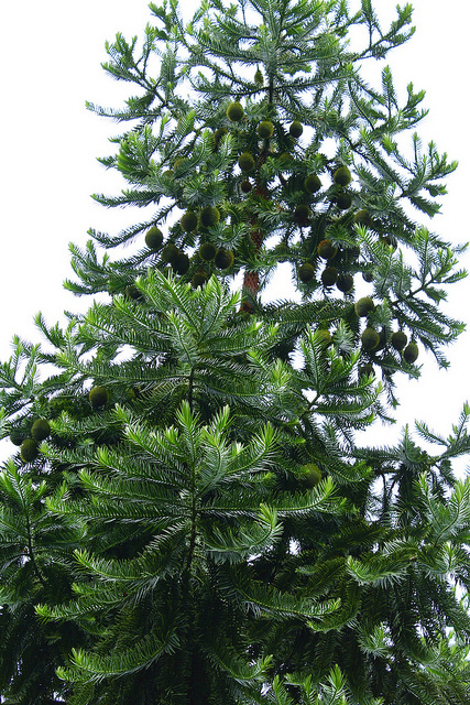 Araucaria hunsteinii