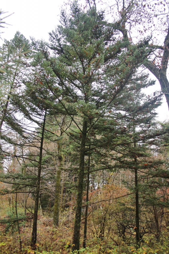 Abies homolepis