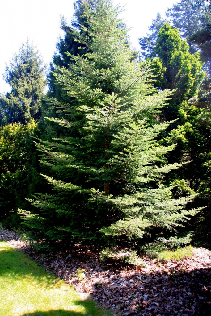 Abies homolepis