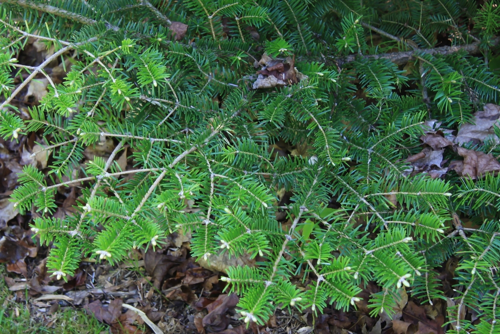 Abies homolepis