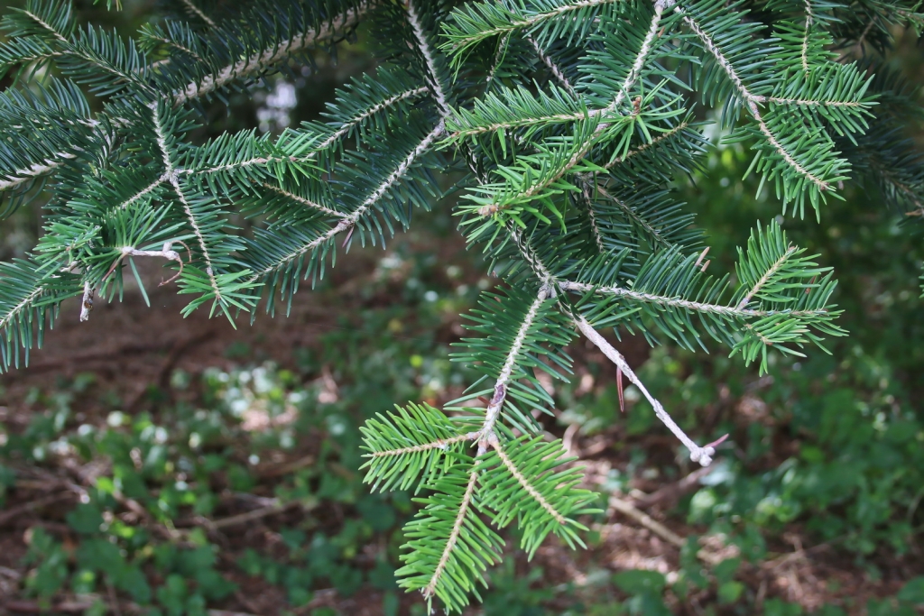 Abies homolepis