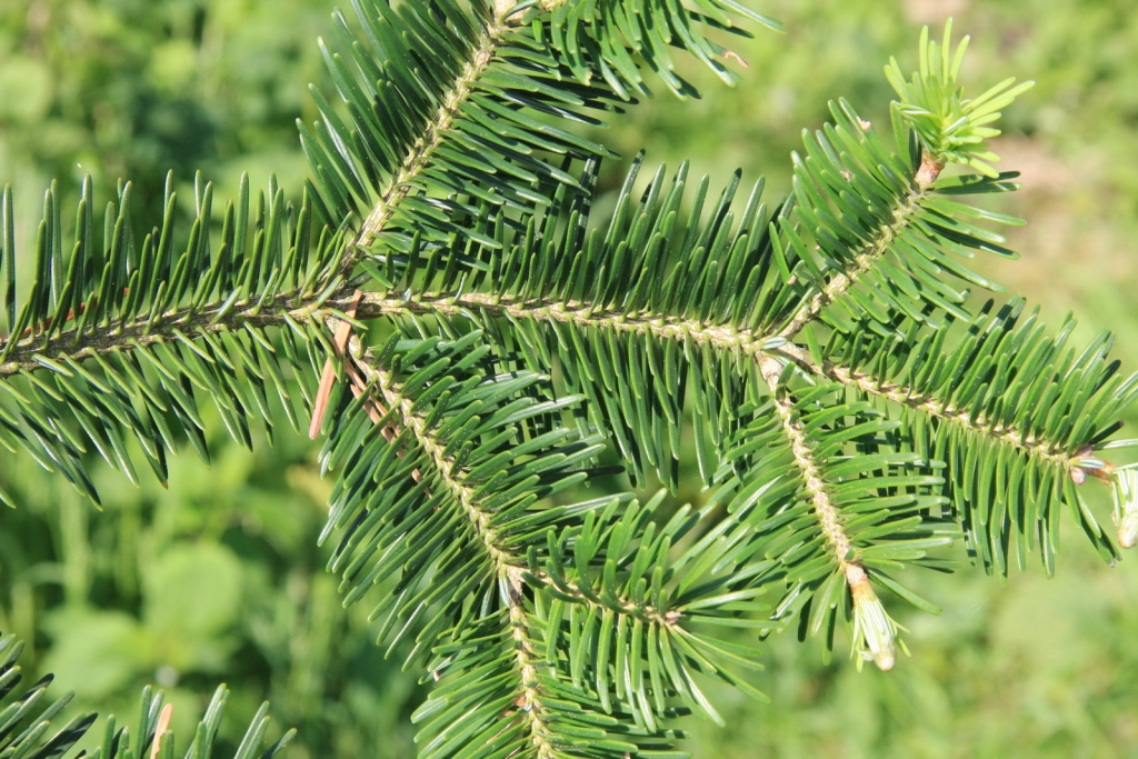 Abies homolepis