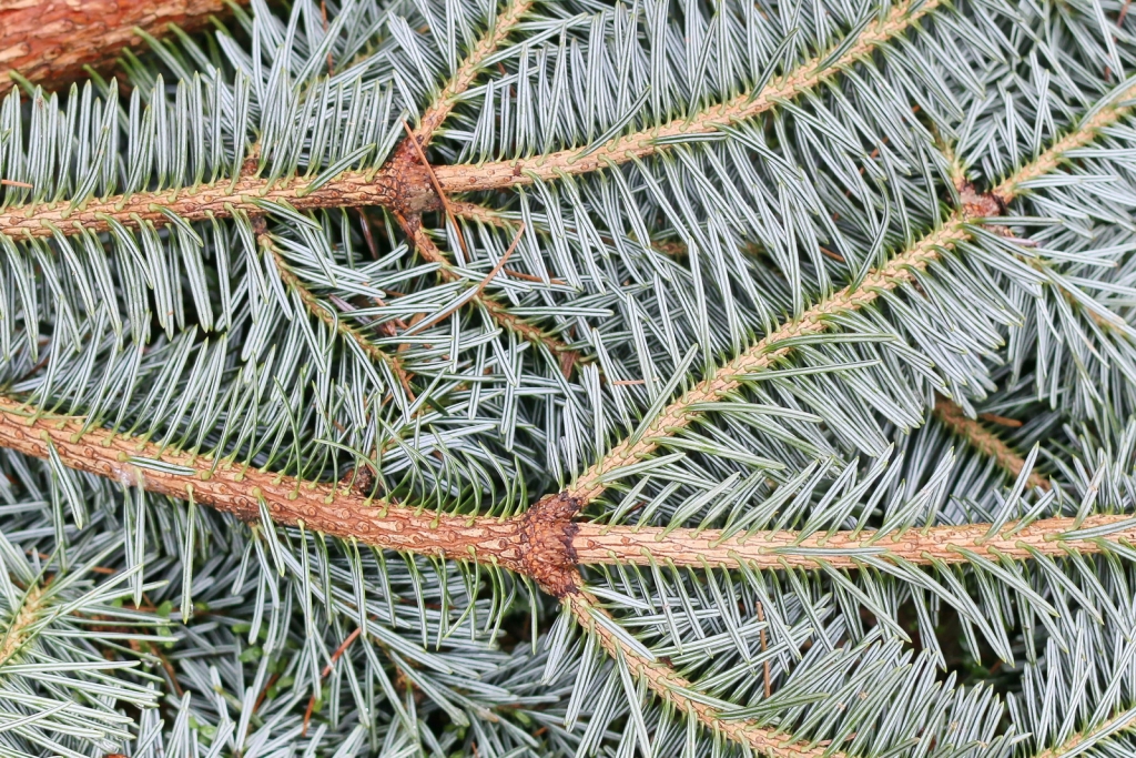 Abies homolepis